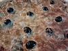 Eu Fiz Pizza de Salami, Cogumelos e Azeitonas-camerazoom-20130122195042245.jpg