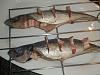 Eu Fiz Carapaus Grelhados na Brasa � Moda da Aldeia-dsc00621.jpg