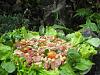 Eu Fiz Salada de Feij�o Branco com Lingui�a da Mena-011.jpg