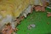 Eu Fiz Empad�o de Atum com Espinafres-dsc_1131.jpg