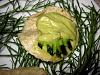 Eu Fiz Guacamole Mexicano - Verde-img_4950nome.jpg