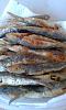 Eu Fiz Petingas Fritas-007-2-.jpg.jpg
Visualiza��es: 389
Tamanho: 32.8 KB
ID:	70850