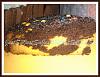 Eu Fiz Bolo Zebra de Cenoura e Chocolate-2013-01-05-22.38.34.jpg