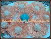 Eu Fiz Brigadeiros de Maracuj� e Coco-2015-05-31-22.11.27.jpg