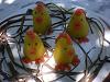 Eu Fiz Bolinhos de Massap�o - Amarelo-imgp3829.jpg