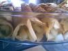 Eu Fiz Crepes Simples (com recheio de Mel�o)-img434.jpg