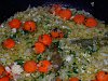 Lulas Santo Andr�-lulas_st-andre_2243.jpg