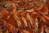 Camar�o � Mo�ambique-camarao-mocambique-oliviarocha.jpg