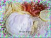 Bitoque de Peru-bitoque-peru-magnoliazul.jpg