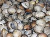 Carapaus Fritos com A�orda de Berbig�o-acorda_de_berbigao_2224.jpg