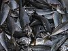Carapaus Fritos com A�orda de Berbig�o-acorda_de_berbigao_2218.jpg