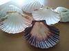 Coquilles de Saint Jacques aux Champignons de Paris-user9700_pic21555_1337139012.jpg