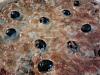 Pizza de Salami, Cogumelos e Azeitonas-555166_553707917974169_1522176371_n.jpg