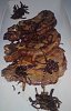 Costeletas de Porco com molho de Cebolada e Vinho do Porto-costelas-porco-monika.jpg