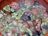 Favas � Camponesa-favas_camponesa_2312.jpg
