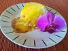 Molotof com Doce de Ovos-snc00461.jpg