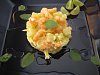 Salada de Batatas com Del�cias do Mar e Camar�es-011.jpg