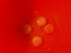 Tarte de Atum - R�pida e F�cil-20130805_tarteatum_002.jpg