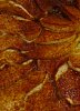 Tarte de Ma�a com Creme Custard-tmacacustard_1.jpg