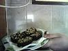 Salame de Chocolate II-img000044.jpg