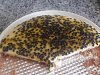 Tarte de Maracuj� II-sdc19720.jpg