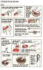 Dicas para comer Sushi-etiqueta-sushi.jpg