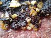 Rolo de Carne com Chouri�o, Ameixas e Alho Franc�s-camerazoom-20120603195447694.jpg