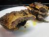 Costela de Boi ao Forno-costela02_2013-05-11.jpg