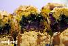 Muffins de Mirtilos com Crocante de Lim�o-muffins-mirtilos-crocante-limao-2.jpg