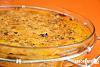Empad�o de Atum com Ab�bora e Espinafres-empadao-atum-abobora-espinafres-4.jpg